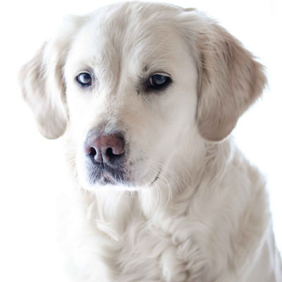 Consulta veterinária de cachorro em domicílio