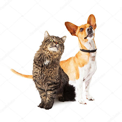Consulta veterinária de gato em domicílio